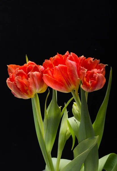 Buquê de flores de tulipas vermelhas frescas primavera — Fotografia de Stock
