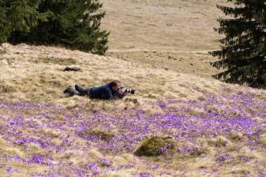 Bir fotoğrafçı ve çiğdemler çayır üzerinde bir sürü. Chocholowska Vadisi, Polonya