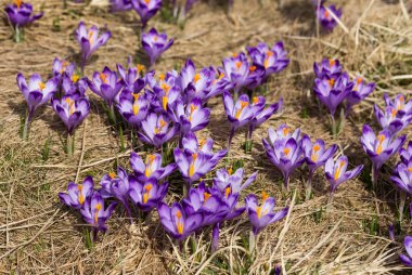 Çiğdemler çayır, ilk bahar çiçek üzerinde