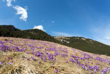 Çiğdemler çayır, ilk bahar çiçek üzerinde