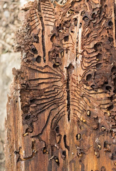 Le scarabée européen de l'écorce de l'épinette. Traces d'un ravageur sur l'écorce d'un arbre — Photo