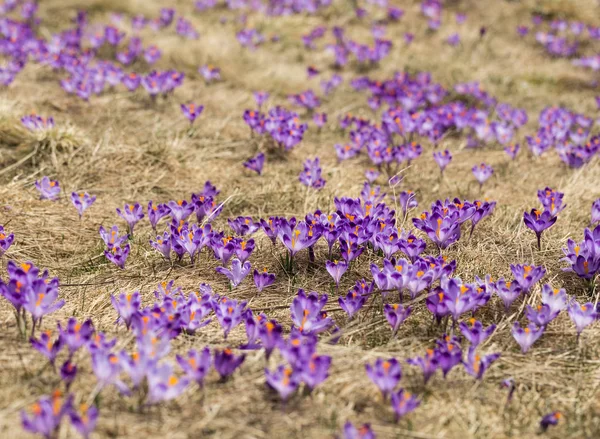 Krokusy na łące, pierwszy sezon wiosenny kwiat — Zdjęcie stockowe