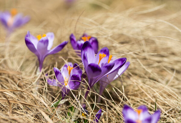 Крокусы на лугу, первые весенние цветы
