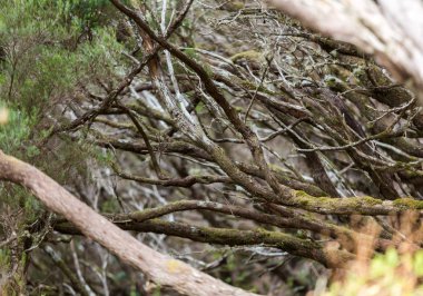 Tropikal orman Dağları Madeira Adası'nda. Portekiz