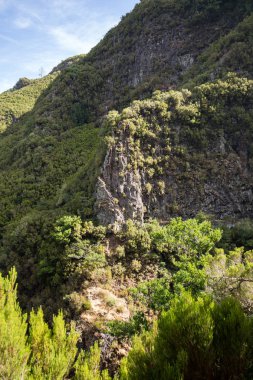 Tropikal orman Dağları Madeira Adası'nda. Portekiz