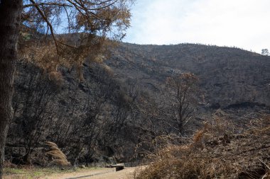 Dünya Mirası ormanlar Madeira korkunç 2016 yılında ateş tarafından yok. Bazı ağaçlar yaşamın büyük olacak ve bu felaket atlattı.