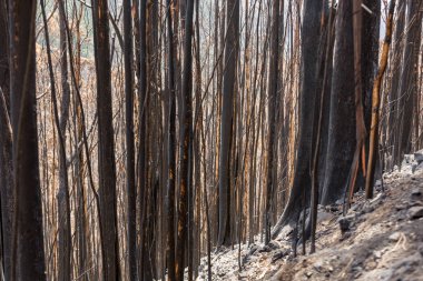 Dünya Mirası ormanlar Madeira korkunç 2016 yılında ateş tarafından yok. Bazı ağaçlar yaşamın büyük olacak ve bu felaket atlattı.