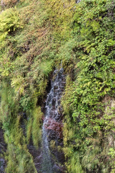 Risco Cascata delle Venticinque Fontane Levada percorso escursionistico, Madeira Portogallo — Foto Stock