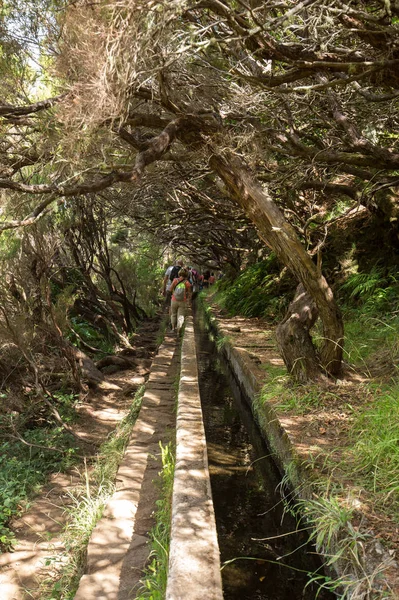 旅游沿着灌溉渠道。历史的供水系统，称为 Levada 在热带森林中，葡萄牙马德拉岛 — 图库照片