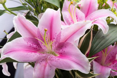 Pembe zambak çiçeğine yaklaş