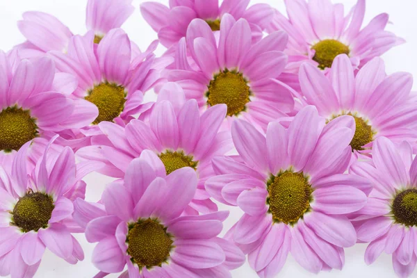 Zblízka chryzantémy květiny — Stock fotografie