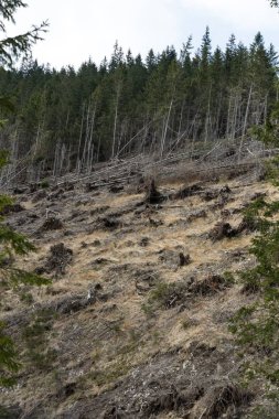  Kuru bir cansız alan dönüşmesini aşağı kesilmiş orman