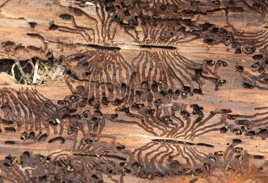 Avrupa ladin böceği havlar. Ağaç kabuğunda böcek izleri.