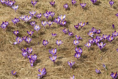 Çiğdemler çayır, ilk bahar çiçek üzerinde