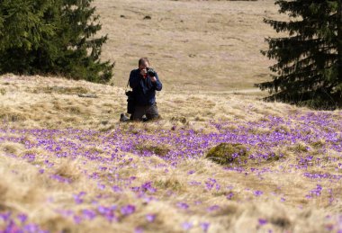 Bir fotoğrafçı ve çiğdemler çayır üzerinde bir sürü. Chocholowska Vadisi, Polonya