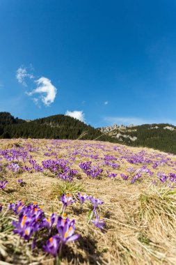 Çiğdemler çayır, ilk bahar çiçek üzerinde