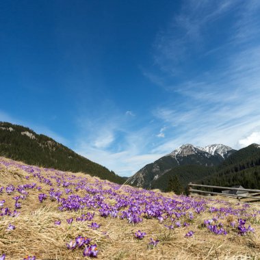 Çiğdemler çayır, ilk bahar çiçek üzerinde