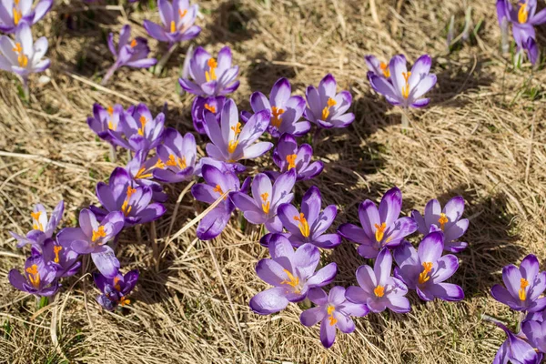 Крокусы на лугу, первые весенние цветы — стоковое фото