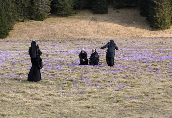Nuns  on mountain meadow with crocus flowers blooming — Stock Photo, Image