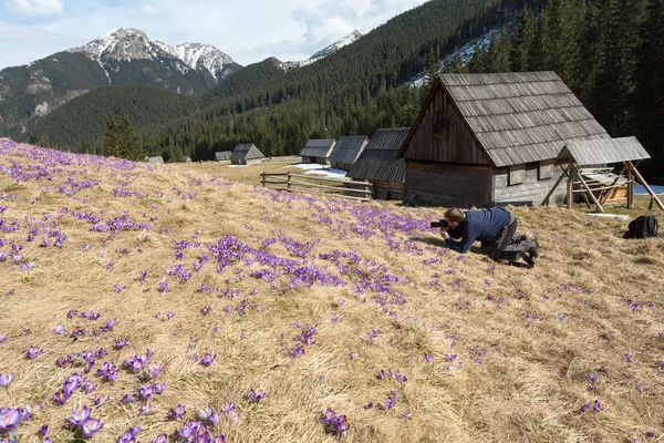 Tourist photographing crocuses on the meadow in Chocholowska Valley, first springtime flowers. Tatra Mountain. Poland — Stock Photo, Image