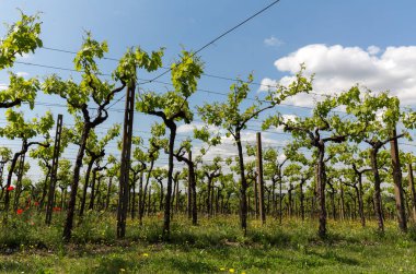 İtalya Valpolicella bölgede üzüm bağları