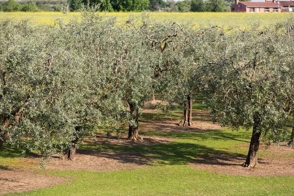 O olival em Lazise no Lago de Garda. Itália — Fotografia de Stock