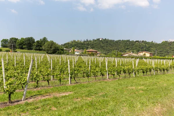 Winnice w regionie Valpolicella we Włoszech — Zdjęcie stockowe