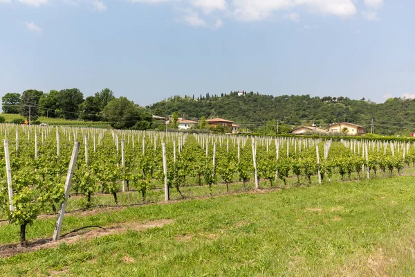 Vinice v oblasti Valpolicella v Itálii — Stock fotografie