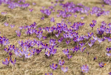 Çiğdemler çayır, ilk bahar çiçek üzerinde