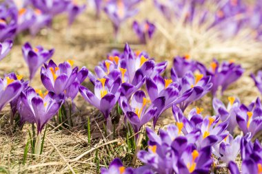Çiğdemler çayır, ilk bahar çiçek üzerinde