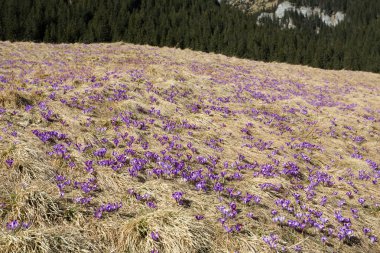 Çiğdemler çayır, ilk bahar çiçek üzerinde
