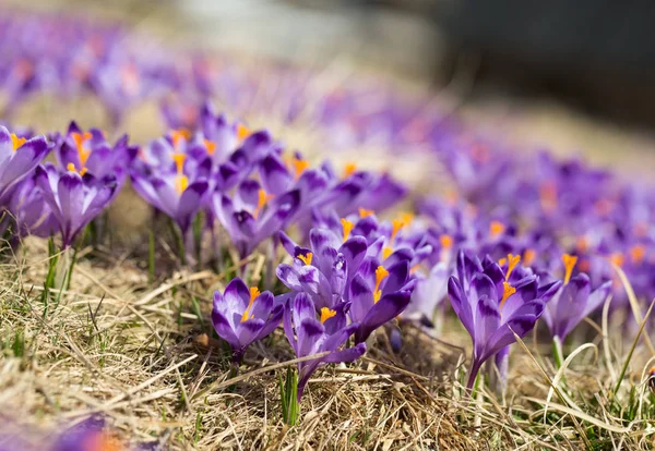 Crocuses on the meadow, first springtime flowers — Stock Photo, Image