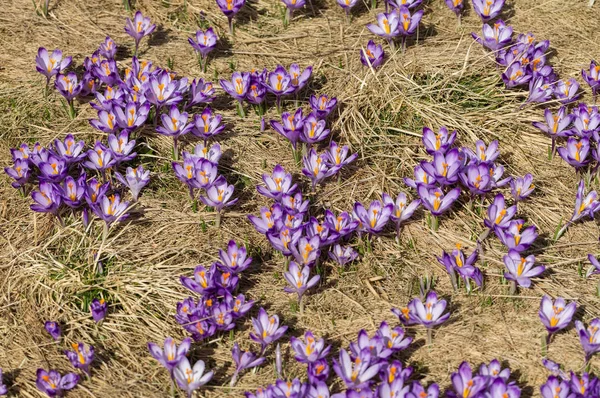 Crocuses on the meadow, first springtime flowers — Stock Photo, Image