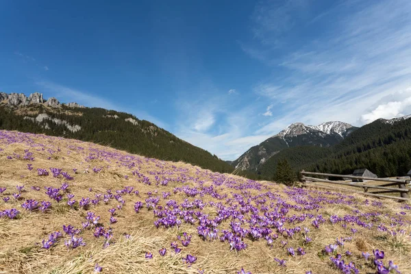 牧草地、最初の春花のクロッカス — ストック写真