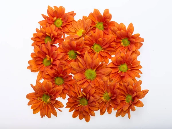 Close up of  chrysanthemum flowers — Stock Photo, Image