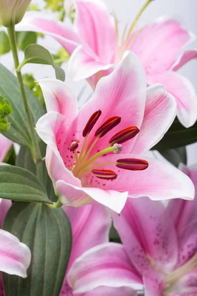 Close up of pink lily flower — Stock Photo, Image