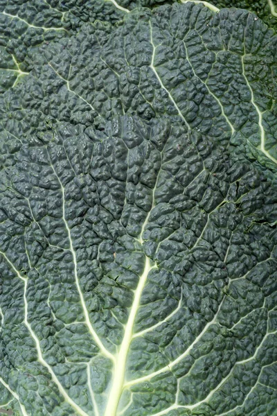 Hoja de col de col fresca como textura — Foto de Stock