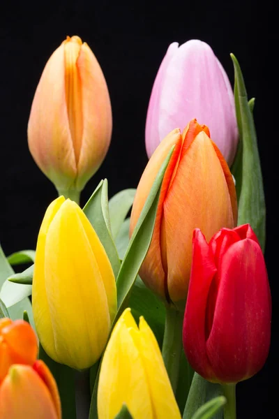 Красочный букет свежих весенних цветов тюльпана — стоковое фото