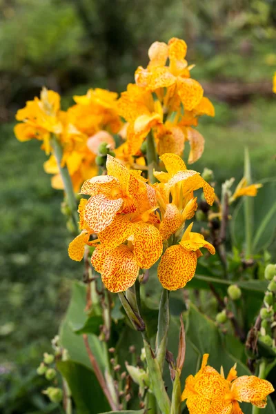 Blossoms of a yellow gladioli in the garden — Stock Photo, Image