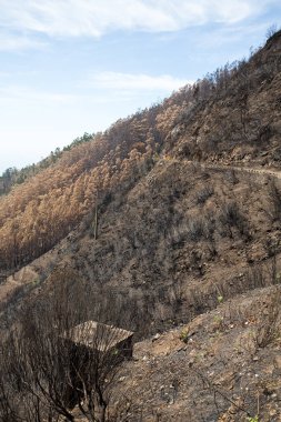 Dünya Mirası ormanlar Madeira korkunç 2016 yılında ateş tarafından yok. Bazı ağaçlar yaşamın büyük olacak ve bu felaket atlattı.