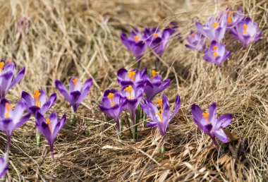 Çiğdemler çayır, ilk bahar çiçek üzerinde