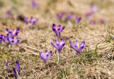 Çiğdemler çayır, ilk bahar çiçek üzerinde