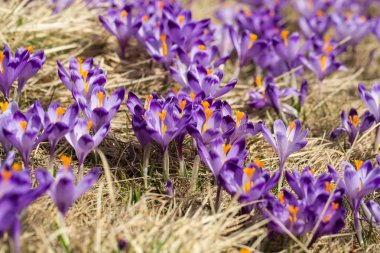 Çiğdemler çayır, ilk bahar çiçek üzerinde