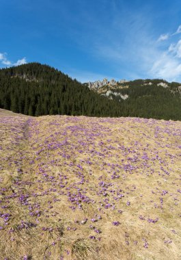 Çiğdemler çayır, ilk bahar çiçek üzerinde