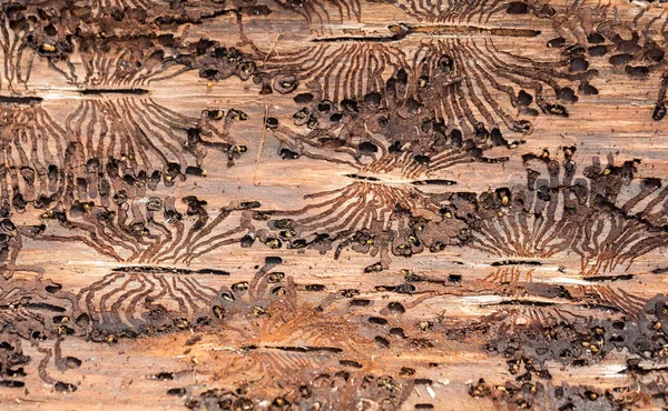 The European spruce bark beetle. Traces of a pest on a tree bark