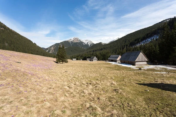 Bahar, Tatra Dağları, Polonya Chocholowska Vadisi'nde ahşap kulübeler — Stok fotoğraf