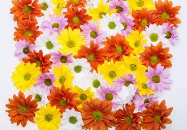  renkli kasımpatı çiçekleri