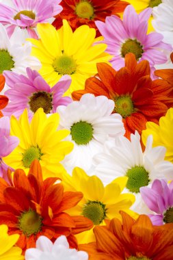  renkli kasımpatı çiçekleri