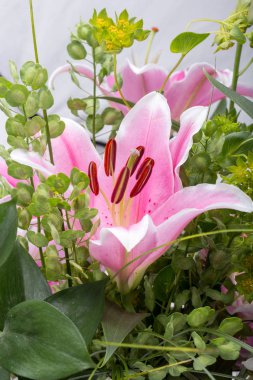 Pembe zambak çiçeğine yaklaş