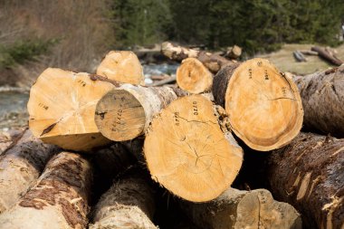 Boyutlanmış uzun pine günlükleri farklı boyutlarda yalan bir yerde.